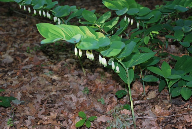 Polygonatum odoratum - Sigillo di Salomone